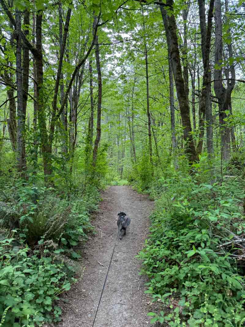 walking near me in Dash Point State Park in spring