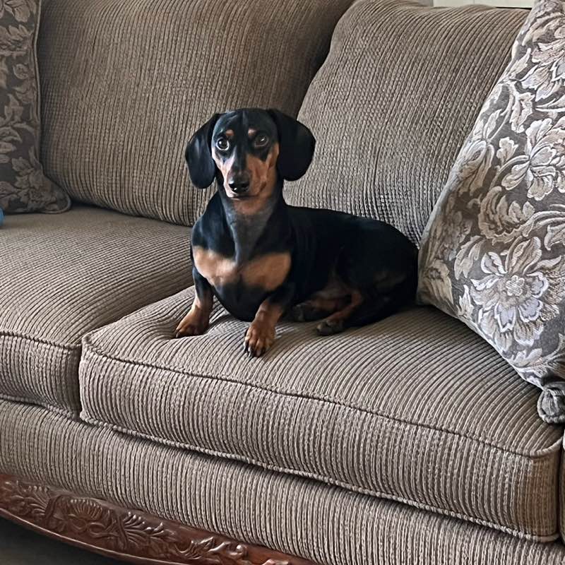 Mimi 🇨🇺🌊💐🐈🐶🇺🇸 profile