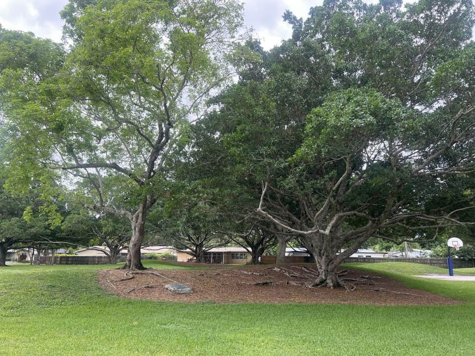 walking near me in Ashley Hale Park in spring