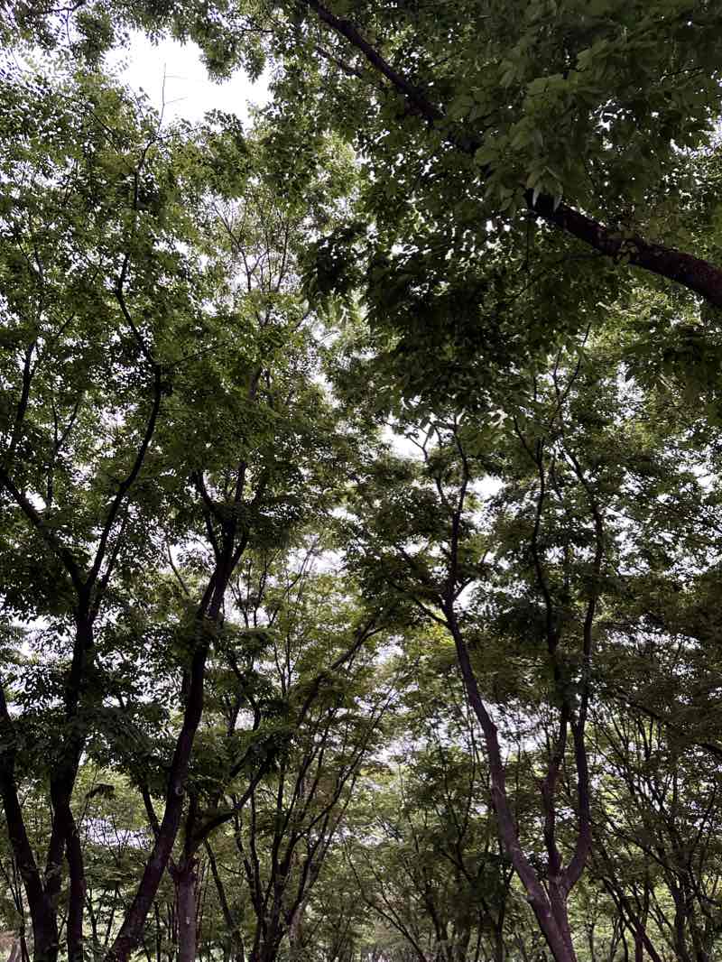 walking near me in 도림천 체육공원-신림지구 in winter