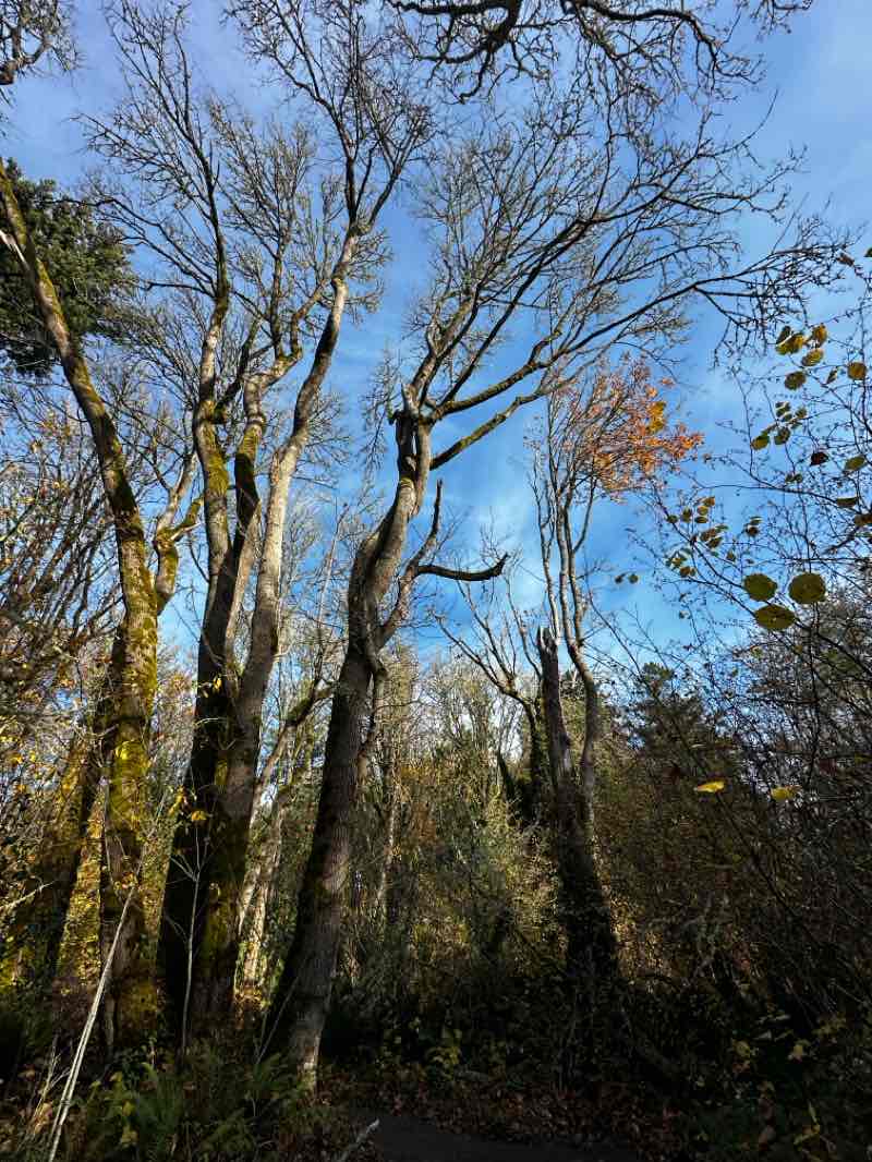 walking near me in Squaxin Park in autumn