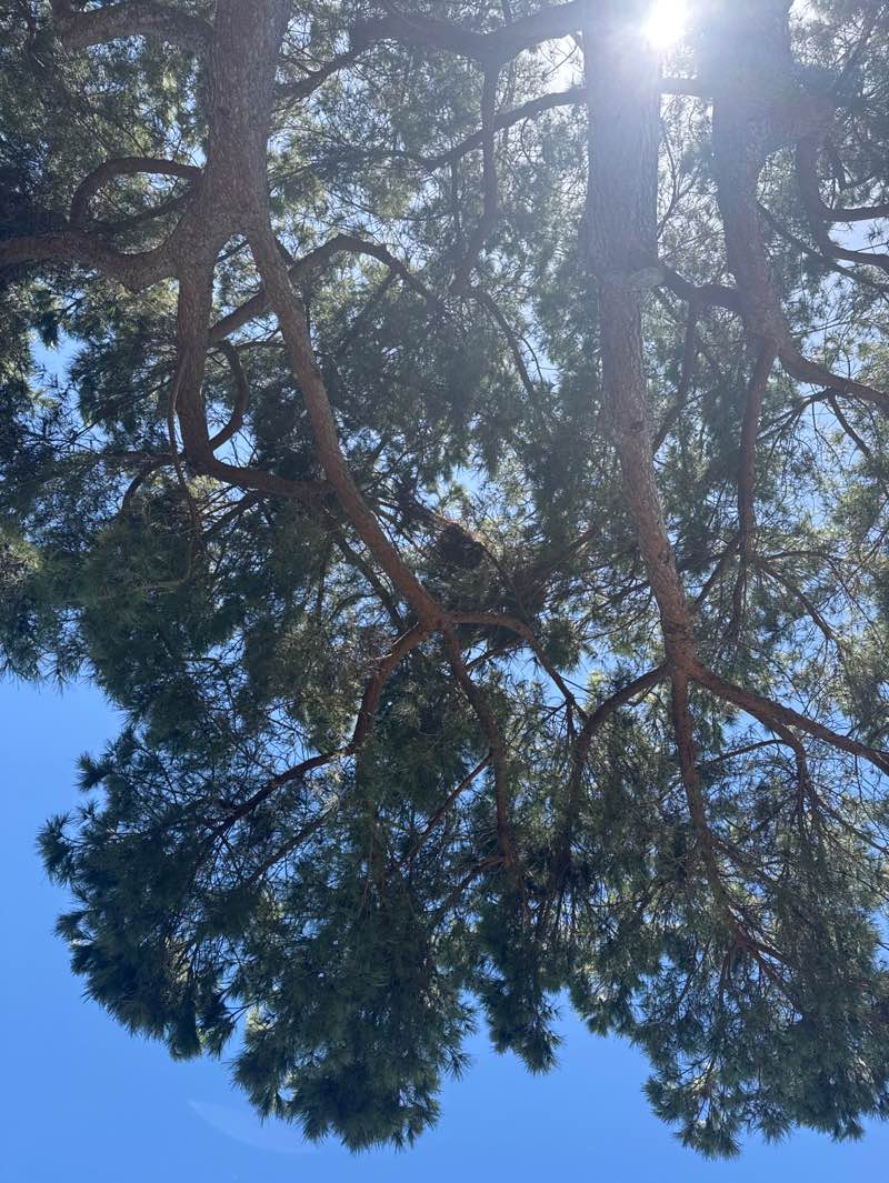 walking near me in University Community Park in autumn