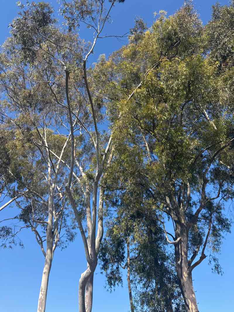 walking near me in Oak Academy Park in winter