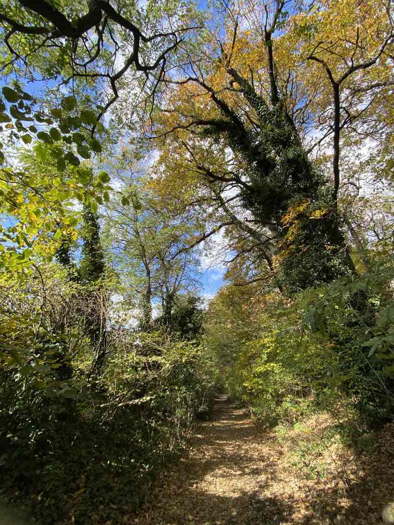 walking near me in Park Račianske mýto in autumn