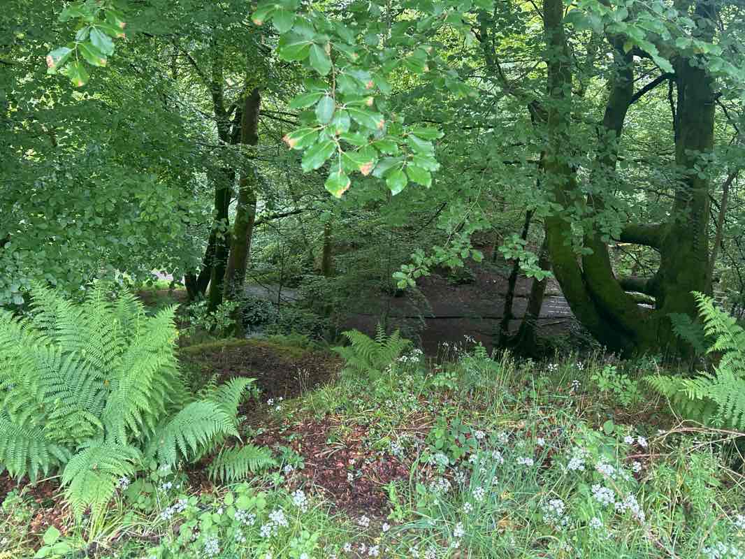 walking near me in Darroch Park in summer