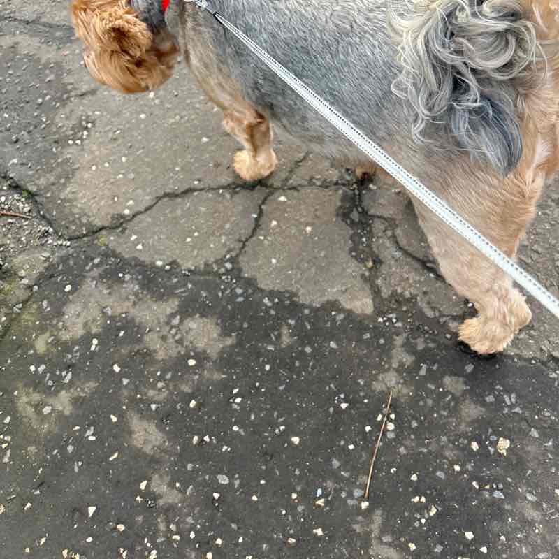 Gordy🏴󠁧󠁢󠁳󠁣󠁴󠁿🇬🇧🏴󠁧󠁢󠁳󠁣󠁴󠁿 post 2