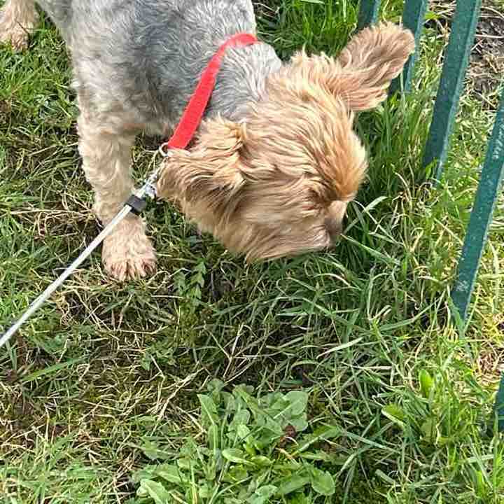 Gordy🏴󠁧󠁢󠁳󠁣󠁴󠁿🇬🇧🏴󠁧󠁢󠁳󠁣󠁴󠁿 post 1