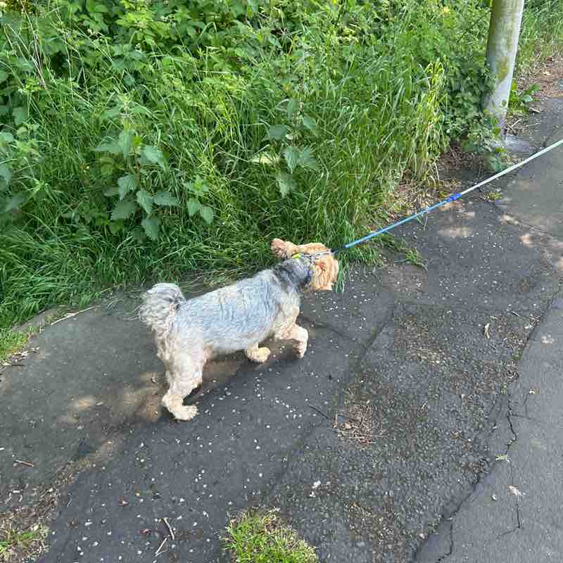 Gordy🏴󠁧󠁢󠁳󠁣󠁴󠁿🇬🇧🏴󠁧󠁢󠁳󠁣󠁴󠁿 post 1