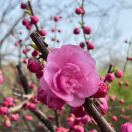 Rose1394