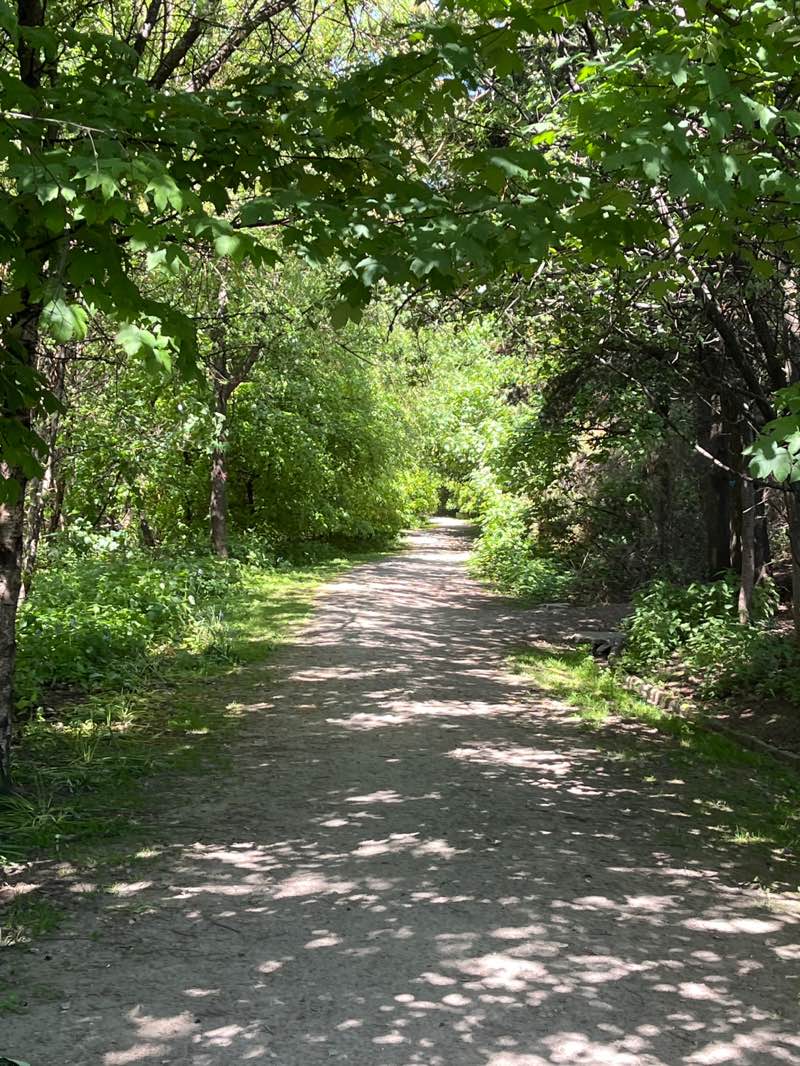 walking near me in Saltburn Woodland in summer