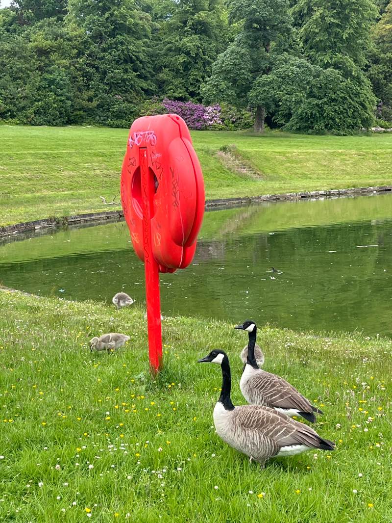 walking near me in Ferguslie Gardens in summer