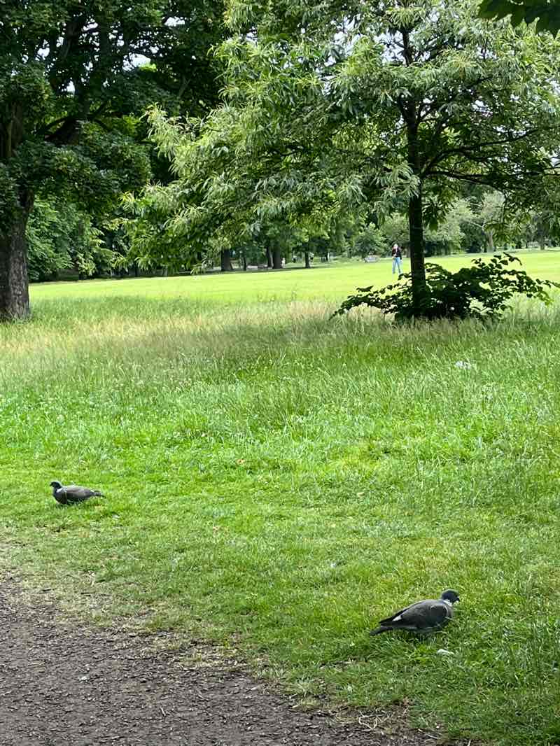 walking near me in The Meadows in summer