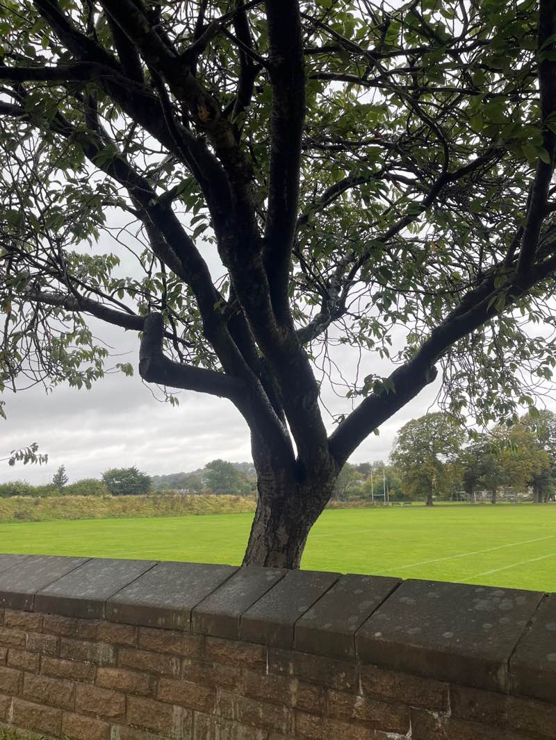 walking near me in Roseburn Park in autumn