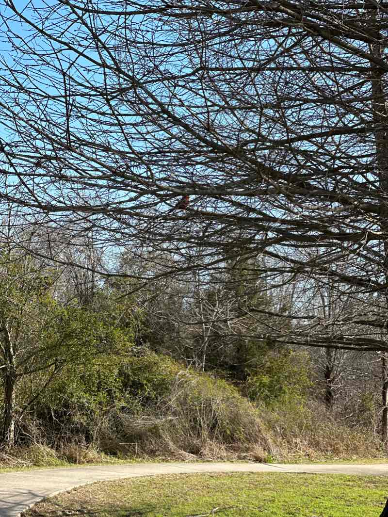 walking near me in Shadow Creek Ranch Nature Park in winter