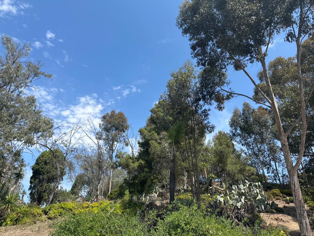 walking near me in MacArthur Park in spring