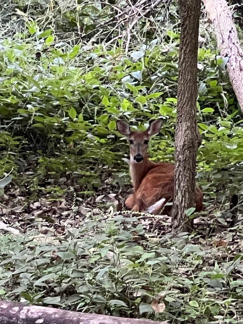 walking near me in Cedar Vally Trails in autumn