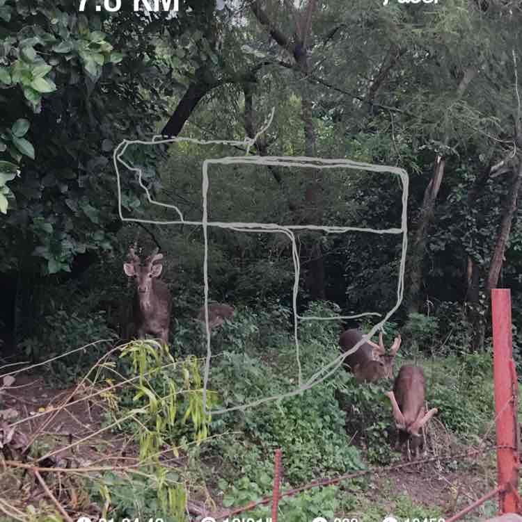 Precica Binghay post 1