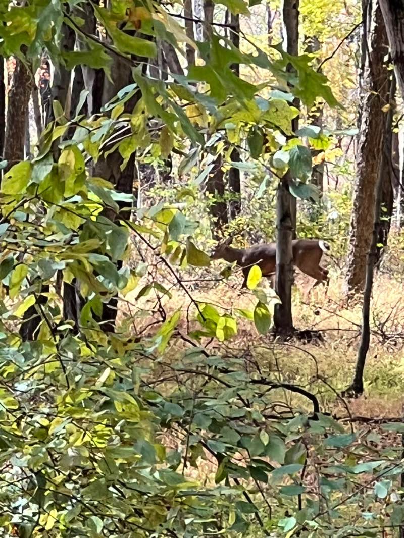 walking near me in Central Park in autumn