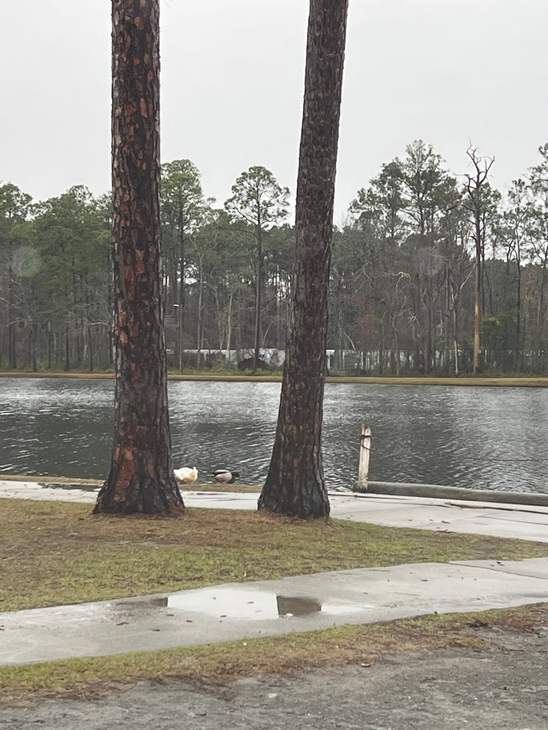 walking near me in Baker Park & Pond in spring