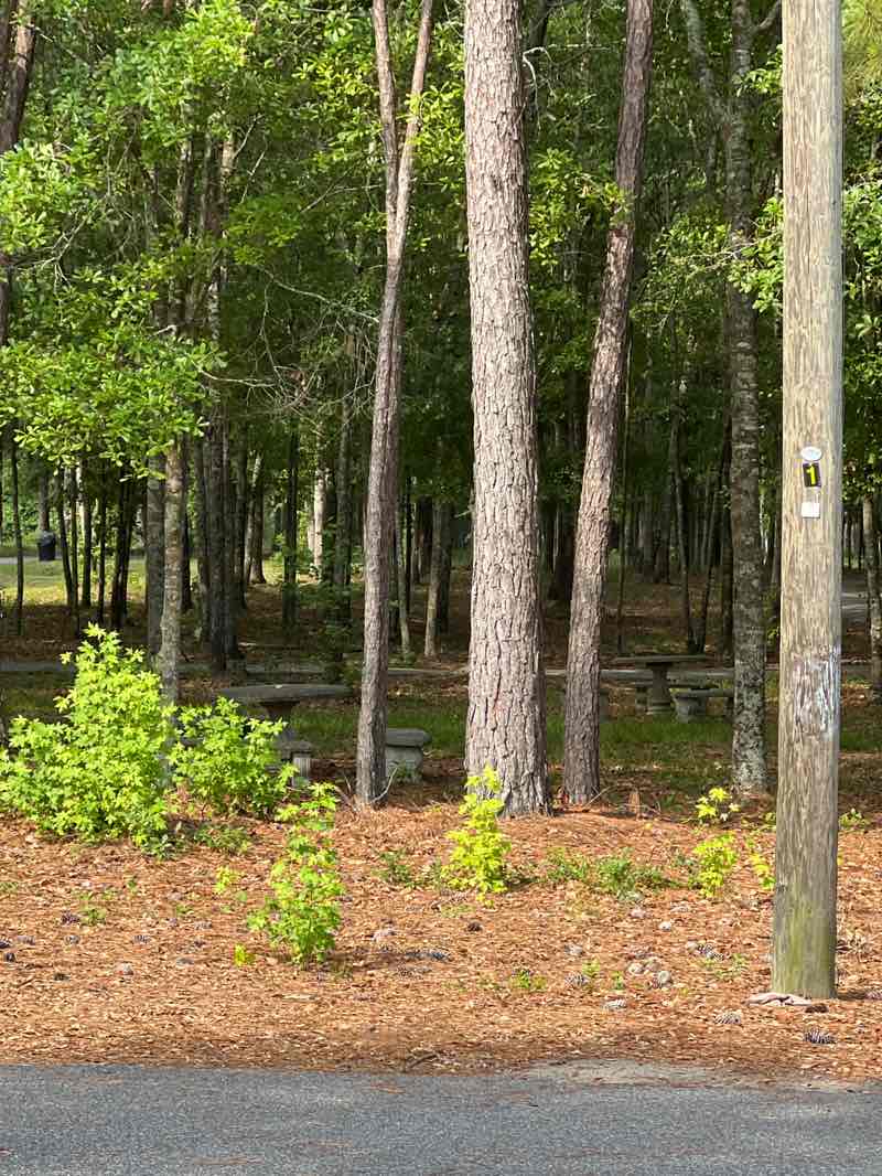 walking near me in Guyton Pilgrim Methodist Walk Trail in spring