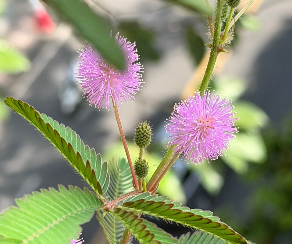 Nguyên Thảo profile