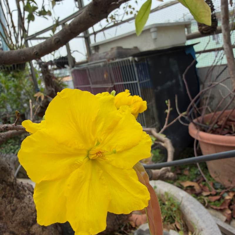 Nguyên Thảo post 2