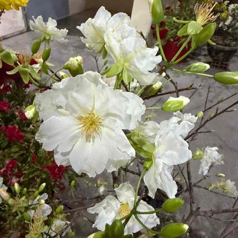 Nguyên Thảo post 2