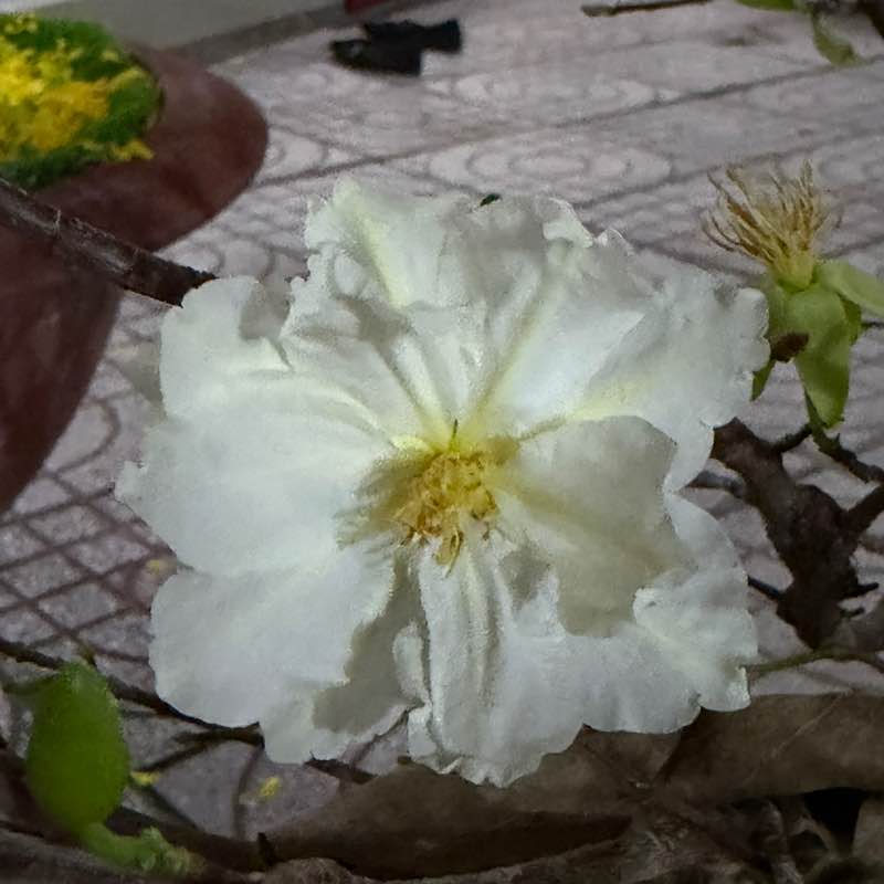 Nguyên Thảo post 3