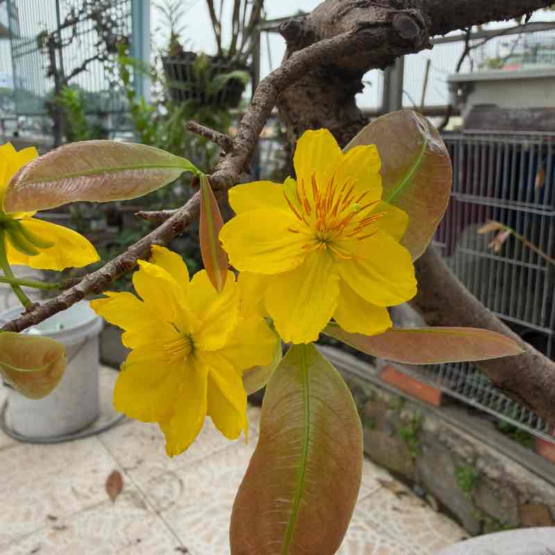 Nguyên Thảo post 3