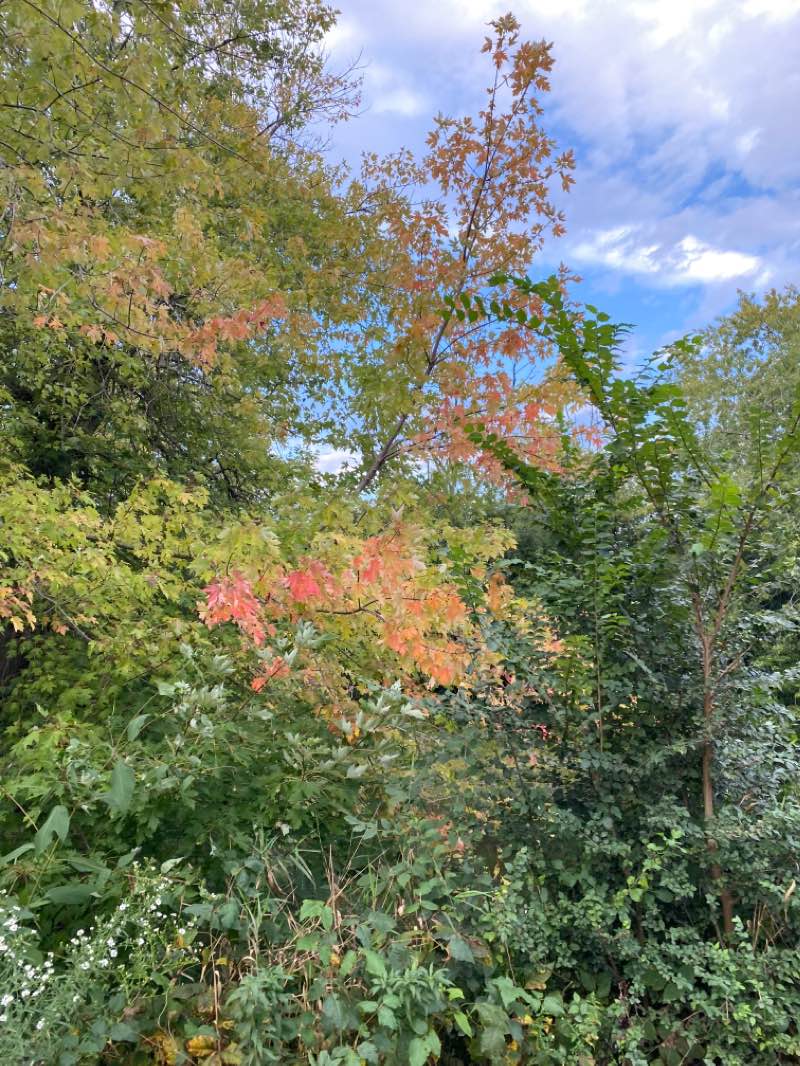 walking near me in Gowe Park in winter