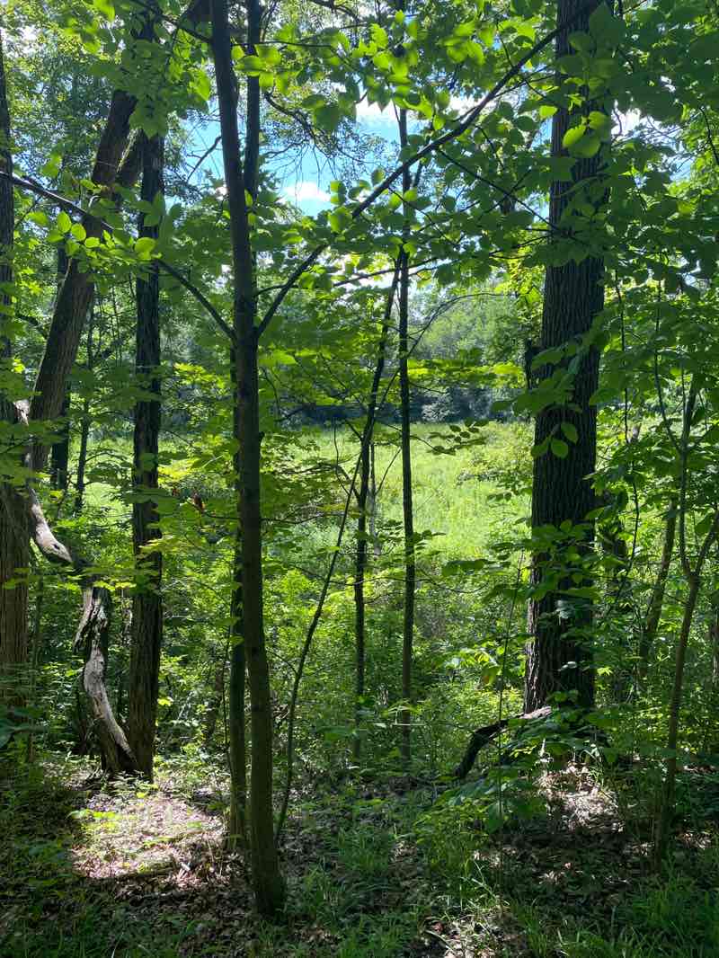 walking near me in Moriello Park and Pool in summer