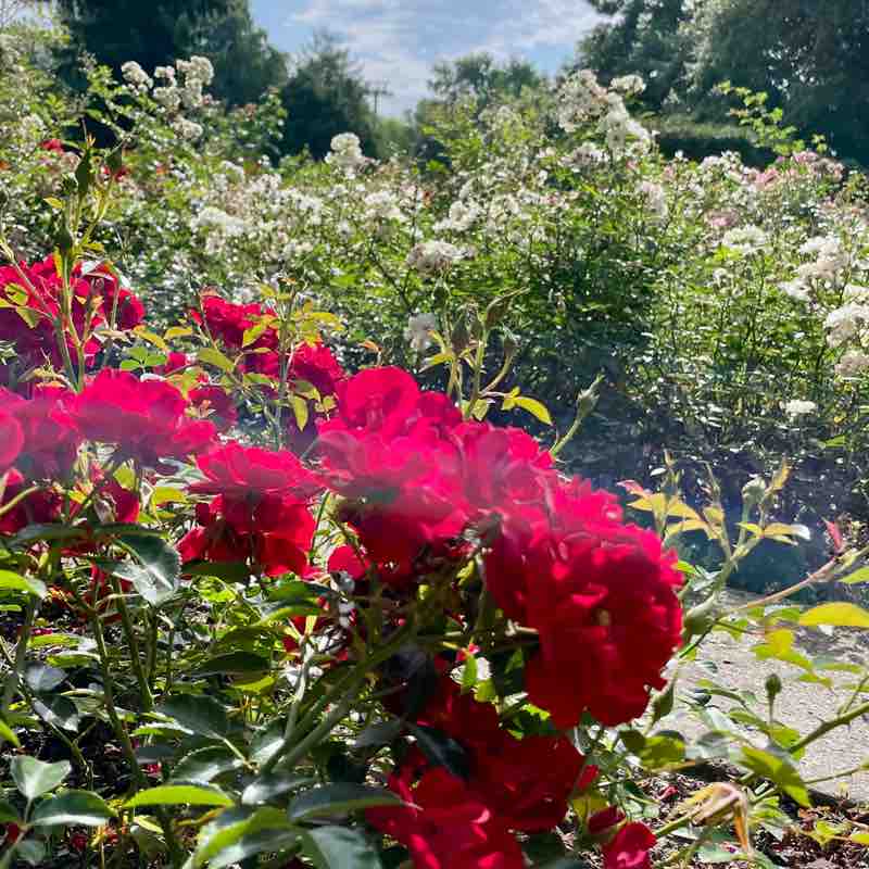 🌏 JAIPUR WALKERS🌍 Mo Nika post image