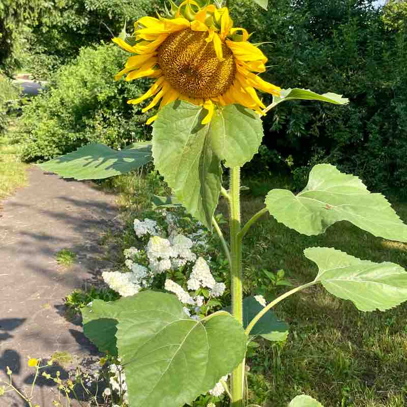 🌏 JAIPUR WALKERS🌍 Mo Nika post image