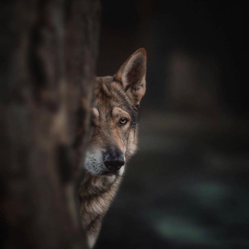 🐺Wolves walkers🐺 🐺Wolves walkers🐺 post image