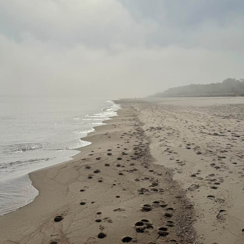 Mo Nika 🌸🐾 post 3