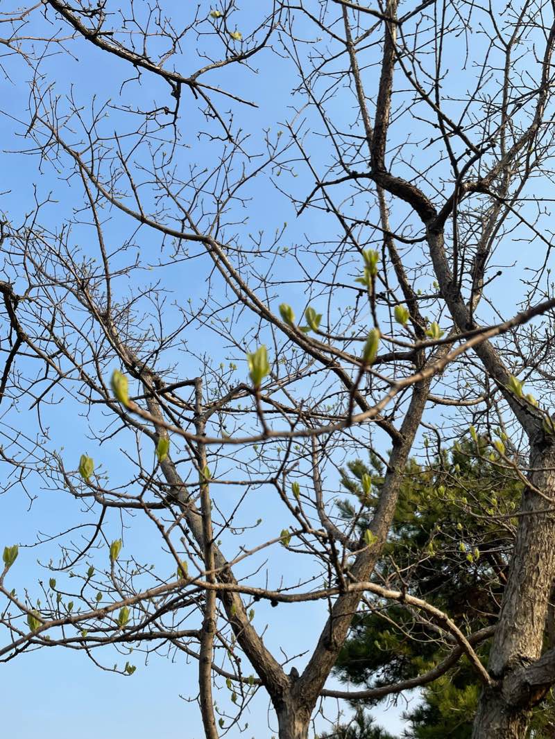 walking near me in United Nations Memorial Cemetary in Korea in winter