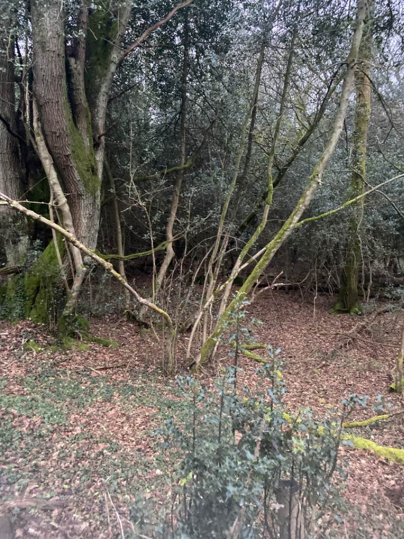 walking near me in Meadowbank Park in winter