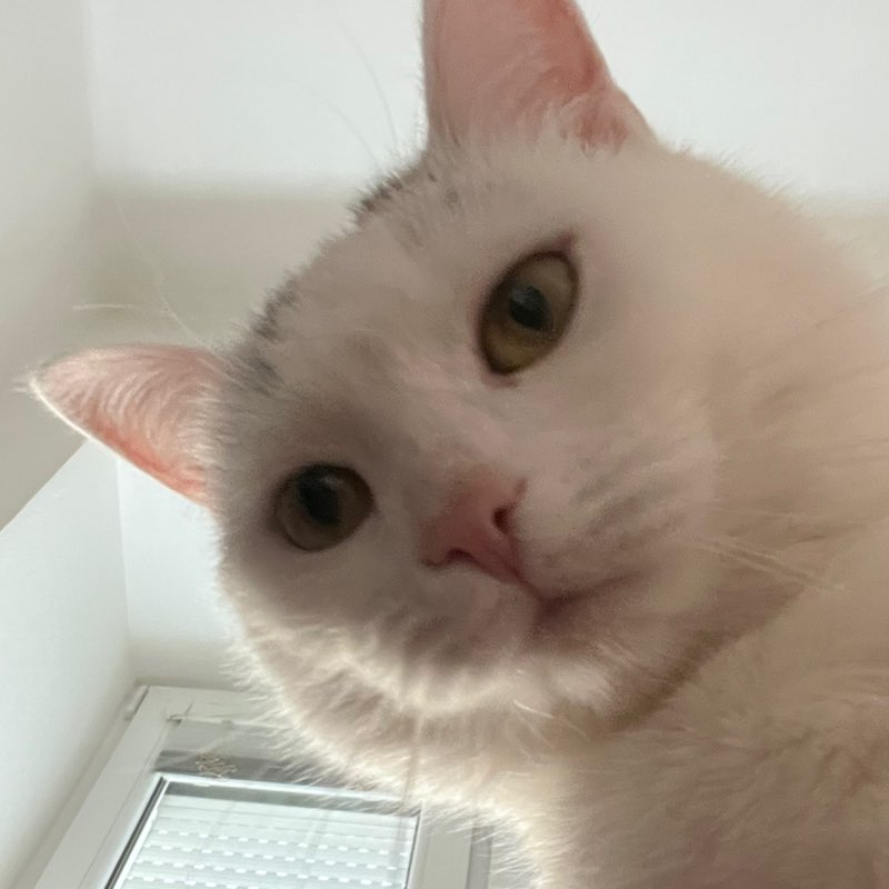 Moly
