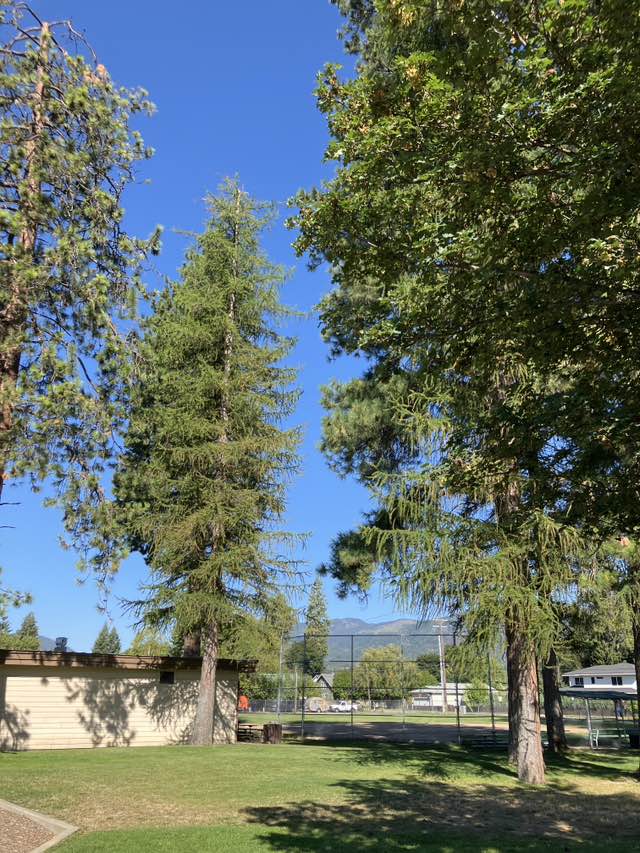 walking near me in Pine Street Park in autumn