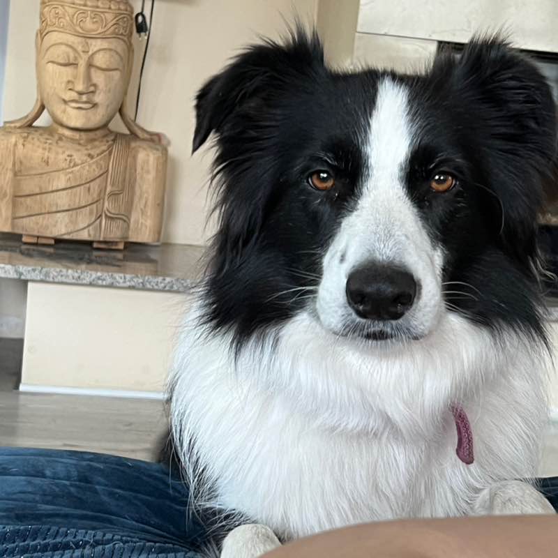 Aktywnie z psem Rosanna post image