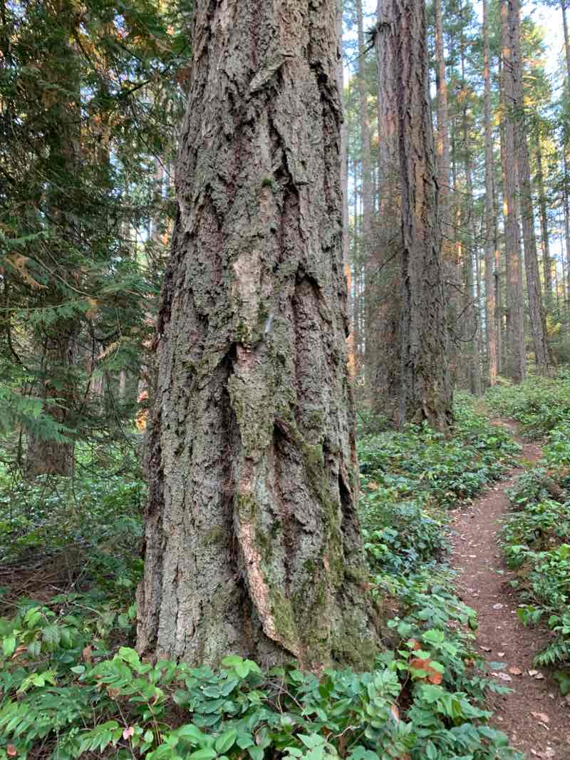 walking near me in Colwood Creek Park in winter