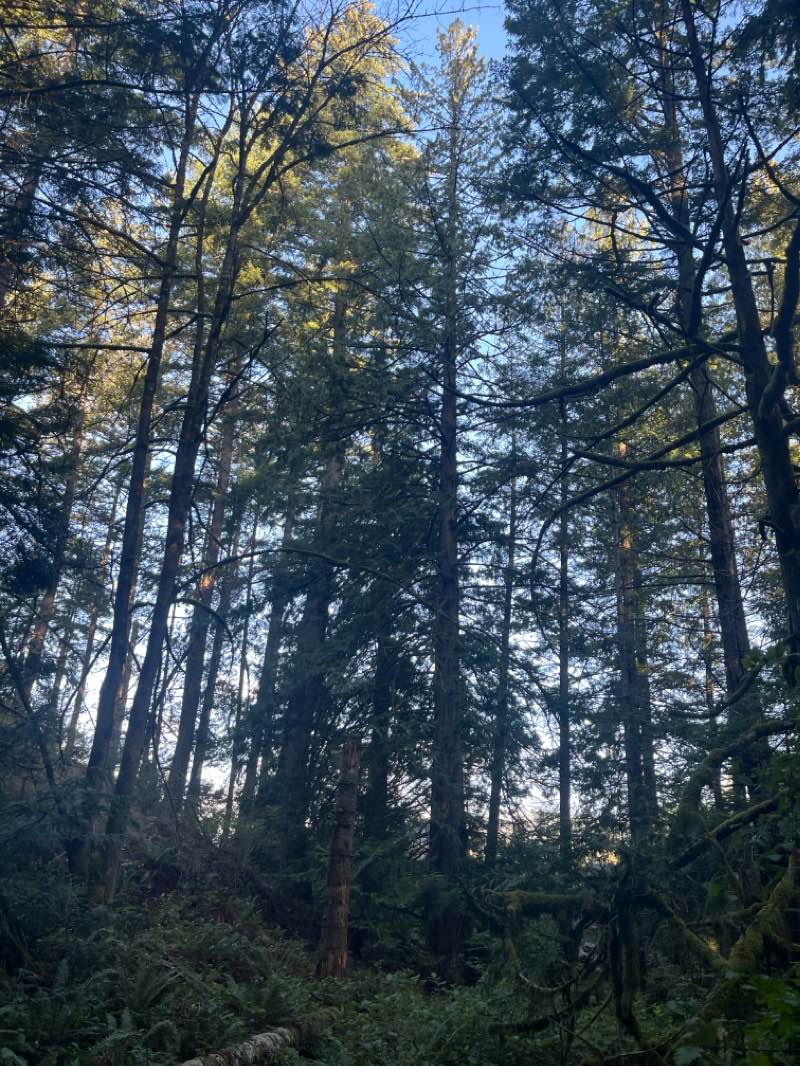 walking near me in Galloping Goose Regional Trail in winter