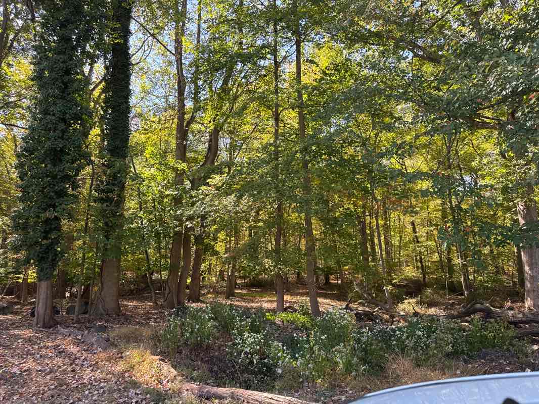 walking near me in Royale Tract in autumn