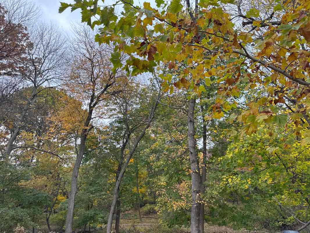 walking near me in 8 Acre Woods in autumn