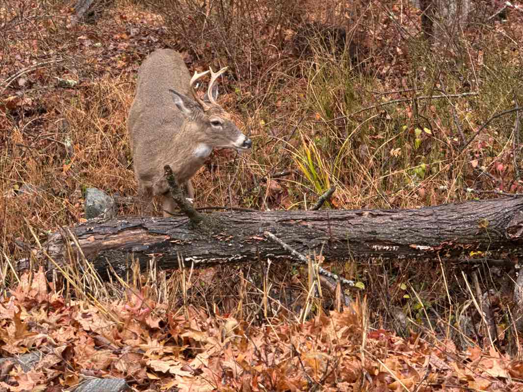 walking near me in MacDonald Drive Park in autumn