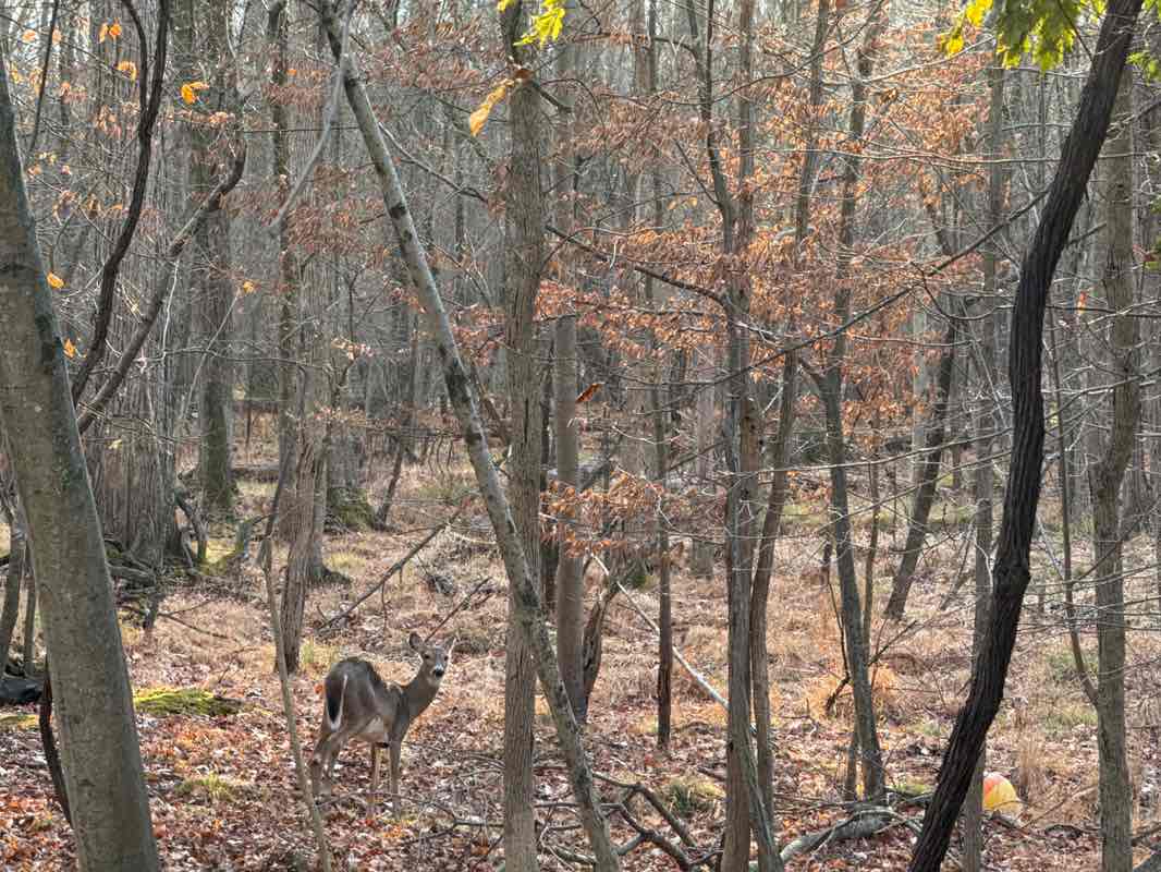 walking near me in Wood Dale County Park in autumn
