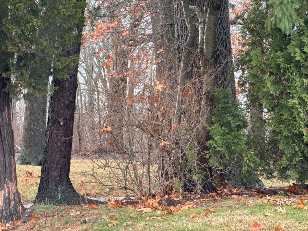 walking near me in Allwood Park in winter