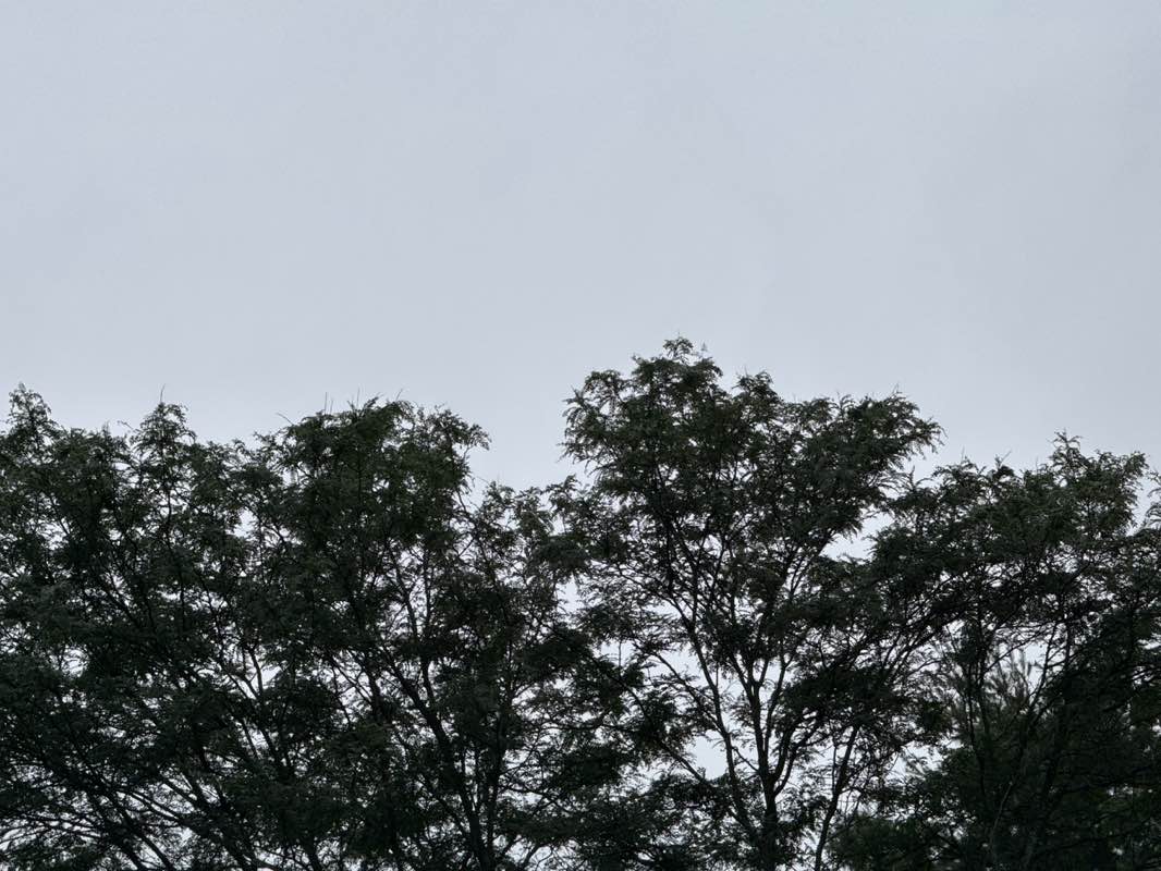 walking near me in DiMaggio Park in summer