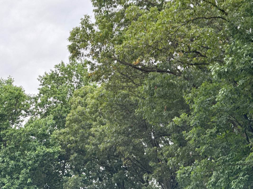 walking near me in Ackerman Park in summer