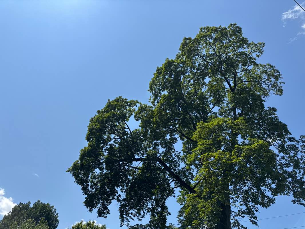 walking near me in Veteran's Park in summer